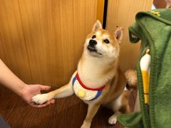 -豆柴町-柴犬主题狗咖(红鼎国际C座店)