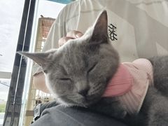 -乐琪宠物医院·犬猫专科·骨外科·急重症
