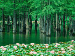 -白鹭湾湿地公园