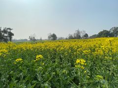 -桤木河湿地公园