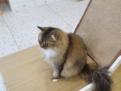-猫域·湾主题猫咖·宠物吧(南坪城市广场店)