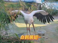 -成都动物园