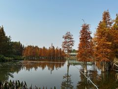 -白鹭湾湿地公园