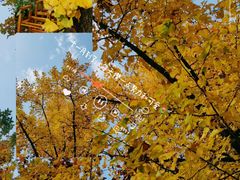 -吉而慧幼儿园-原红黄蓝幼儿园(世华水岸园)