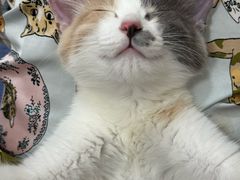-贝利宠物医院·骨科·眼科·肿瘤转诊中心(南坪诊疗中心)