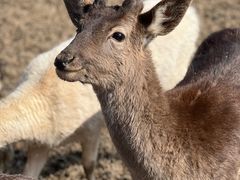 -苏州太湖西山岛开心农场