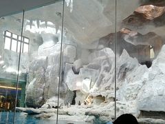 景观位-帝企鹅自助餐厅•儿童岛•真企鹅(长隆企鹅酒店)