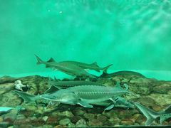 -太平洋海底世界