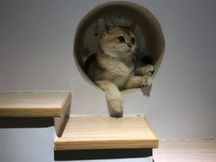 -猫域·湾主题猫咖·宠物吧(南坪城市广场店)