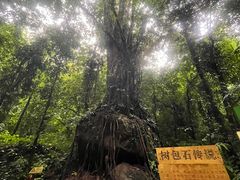 -莫里热带雨林景区