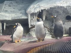 -海合安武汉极地海洋公园