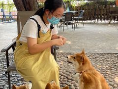 -柴犬高等学院·狗咖·柴犬售卖·宠物训练