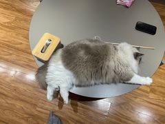 -MOCHA明星猫咖(田子坊店)