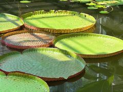 -国家植物园南园