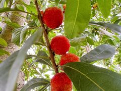 -塘栖枇杷特色园区