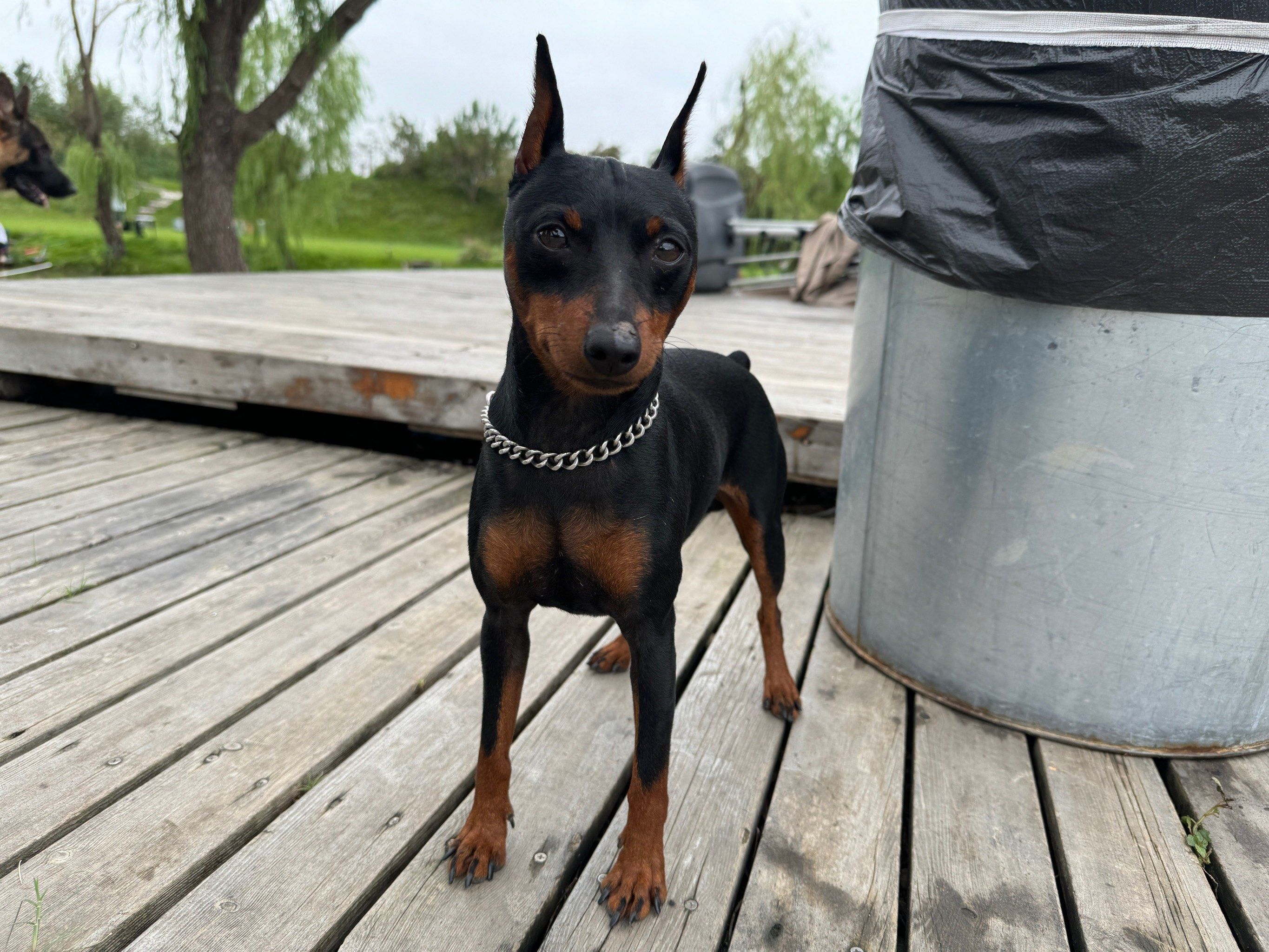 这是鹿犬吧,看着太有意思了