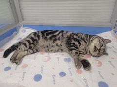 -灵美宠物诊所