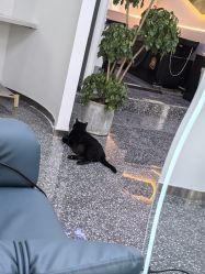 -飞梵造型
