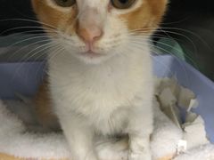 -爱侣宠医·鹦鹉专科·小型哺乳类·异宠专科(灵石路店)