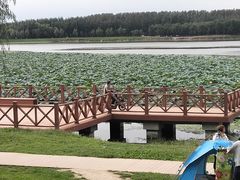 -丁香湖公园