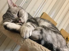 -猫小院猫主题咖啡厅(北锣店)