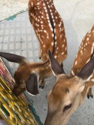 -萌宠亲子动物乐园(槐房万达店)