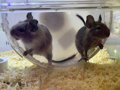 -酷以爬仙阁实体爬宠店·守宫·蜥蜴·专业繁育