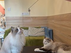 -滚猫咖啡·猫咖·猫友好撸猫(未来城店)