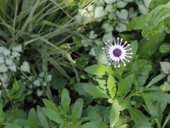 -国家植物园