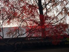 -秋霞圃