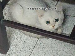 -荔康动物医院(康王北路店)