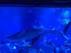 -烟台海昌鲸鲨海洋公园