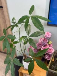 -Lumi露米·美甲美睫品质店