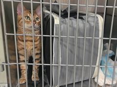 -艾吉宠物医院·疑难杂症转诊中心·猫友好(碧江路院)