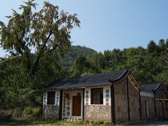 -千年银杏谷文化旅游区
