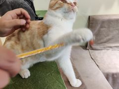 -猫和宫(六道口店)