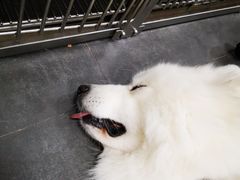 -宠爱国际动物医院· 猫科· 外科·中兽医(长白店)