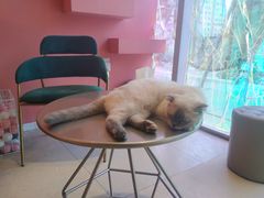 -藏猫猫咖啡主题馆(中央大道店)