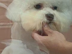 -FAELING PETS美天灵宠物(合生汇店)