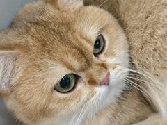 -芭比堂动物医院·CT·微创中心(新顺分院)