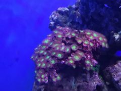 -石家庄海洋公园