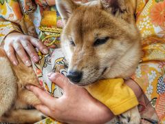 -豆柴町-柴犬主题狗咖(红鼎国际C座店)