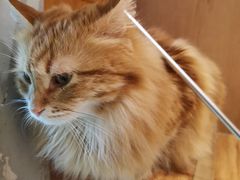 -MOCHA明星猫咖(田子坊店)