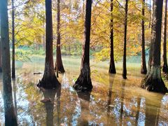 -桤木河湿地公园
