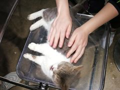 -浣熊柯尔鸭土拨鼠·电玩咖