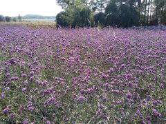 -北纬44度·金珠花海休闲农业旅游景区