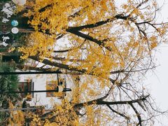 -东山雕花楼