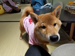 -逗柴咖啡屋·狗咖猫咖宠物桌游