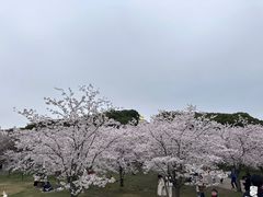-苏州上方山国家森林公园