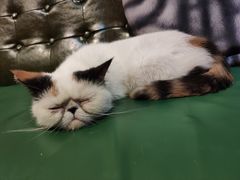 -猫色咖啡·猫咖